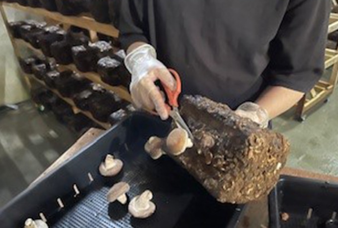 しいたけの栽培