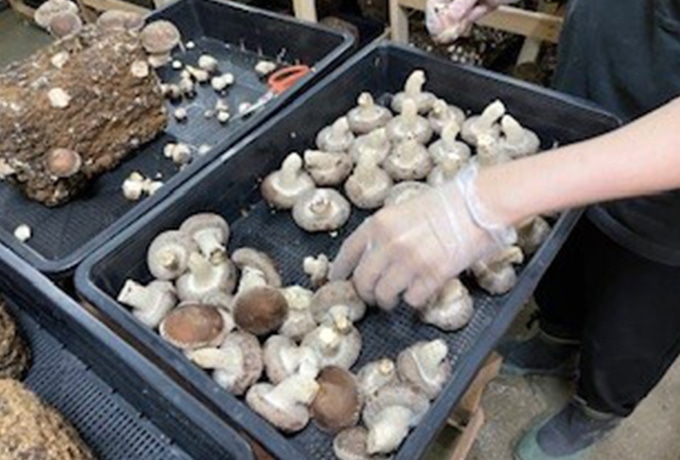 しいたけの加工