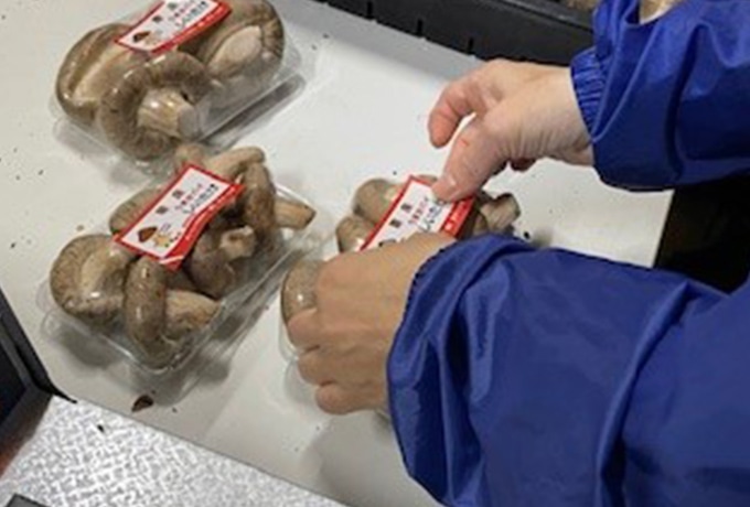 しいたけの販売